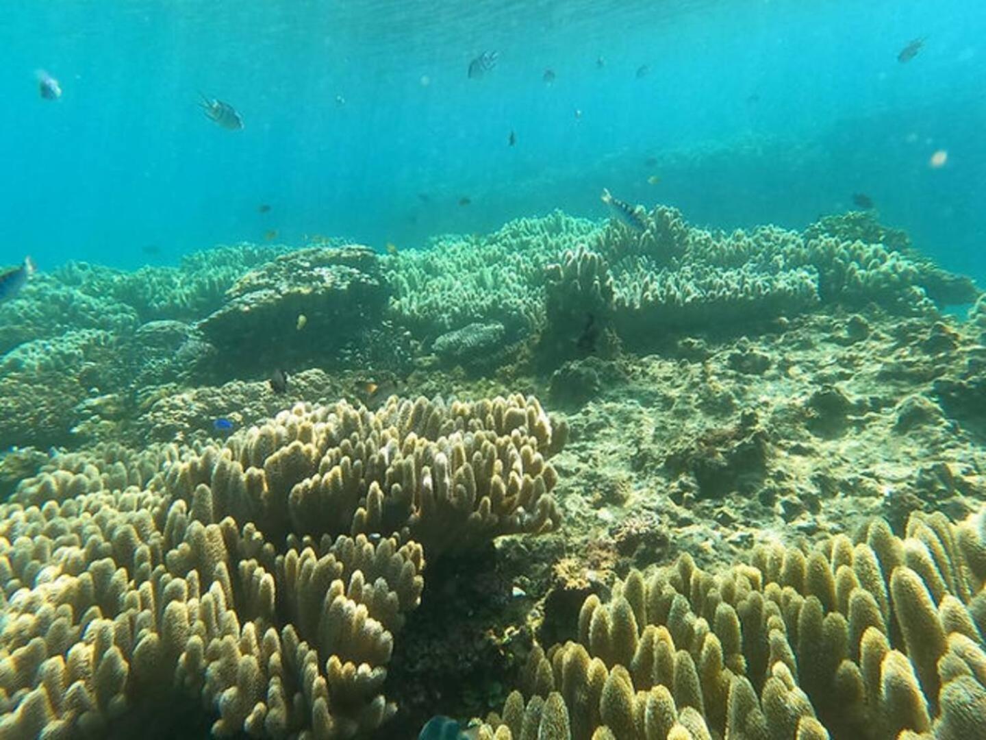 شقة Coral أونا المظهر الخارجي الصورة
