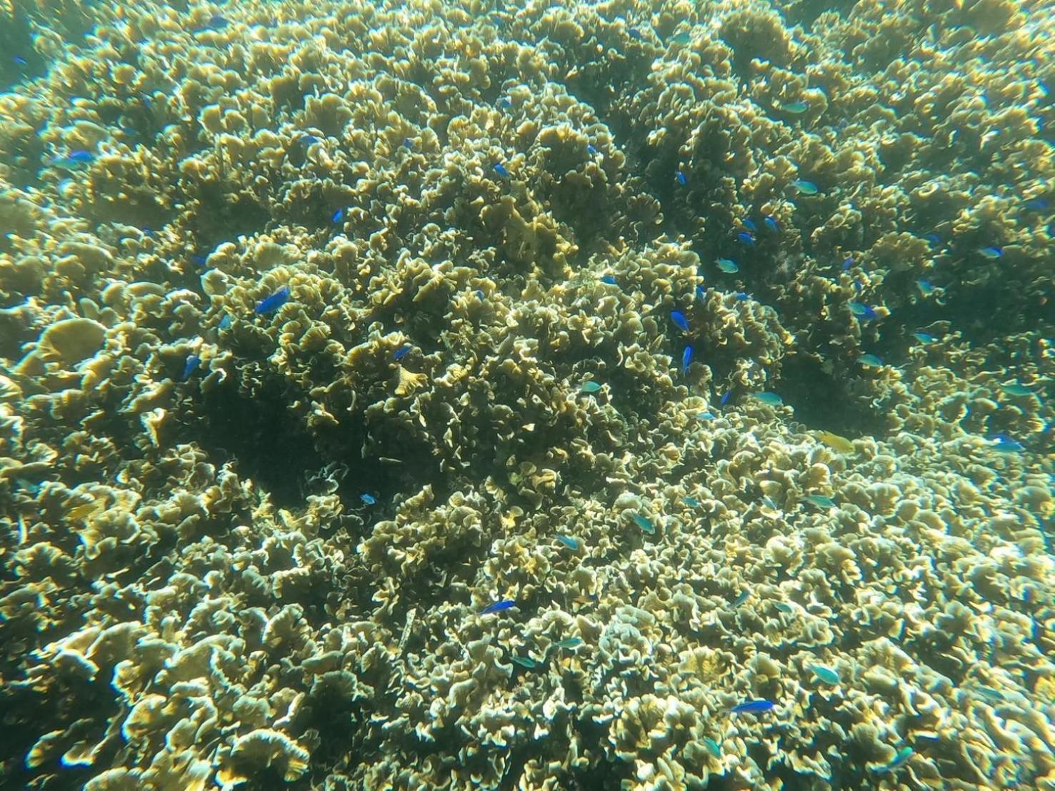 شقة Coral أونا المظهر الخارجي الصورة